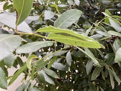 Laurus nobilis
