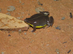 Elachistocleis ovalis