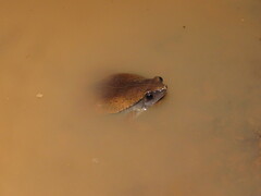 Hamptophryne boliviana