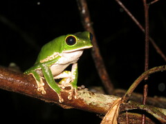 Phyllomedusa camba