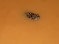 Rhinella diptycha