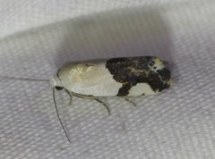 Ponometia cuta