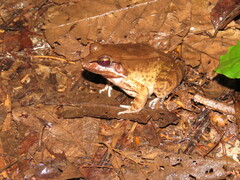 Leptodactylus mystaceus