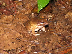 Leptodactylus mystaceus