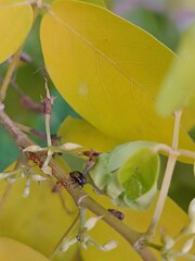 Brassicogethes aeneus