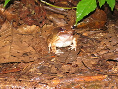 Leptodactylus mystaceus