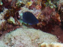 Pomacentrus trichrourus