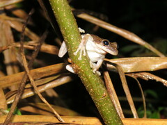 Scinax ruber