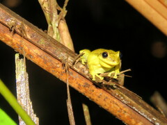 Scinax ruber