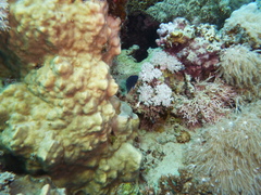 Pomacentrus trichrourus