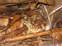 Leptodactylus knudseni