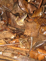 Leptodactylus knudseni