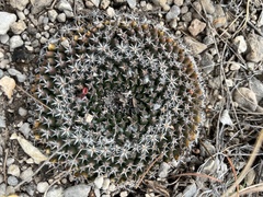 Mammillaria chionocephala