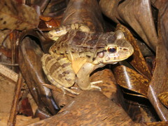 Leptodactylus knudseni