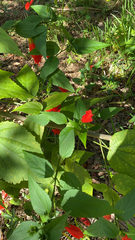 Malvaviscus arboreus