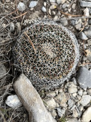 Mammillaria chionocephala