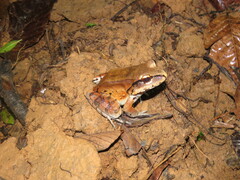 Leptodactylus pentadactylus