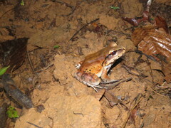 Leptodactylus pentadactylus