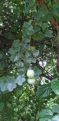 Passiflora elegans