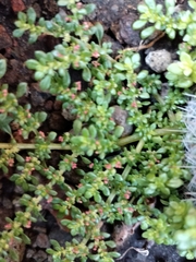 Pilea microphylla