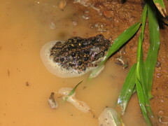 Rhinella diptycha