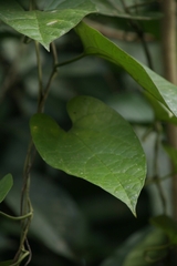 Aristolochia acuminata