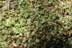 Ptychomnion aciculare