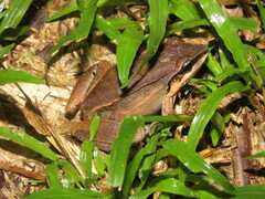Leptodactylus mystaceus