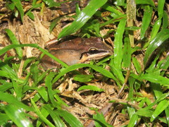Leptodactylus mystaceus