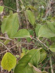 Euphorbia tithymaloides