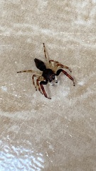 Arnoliseus