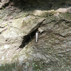Yponomeuta malinellus