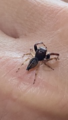 Arnoliseus
