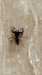 Arnoliseus
