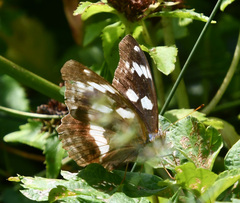 Argynnis sagana