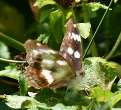 Argynnis sagana