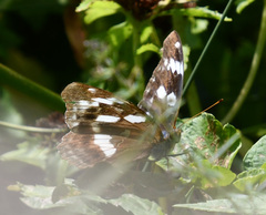 Argynnis sagana