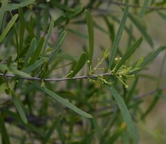 Denhamia cunninghamii