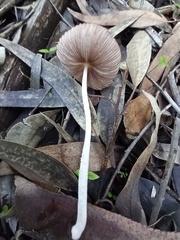 Lanatulae