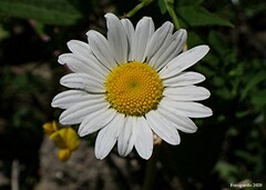 Leucanthemum vulgare