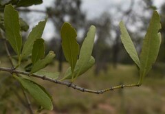 Psydrax oleifolia