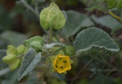 Abutilon otocarpum