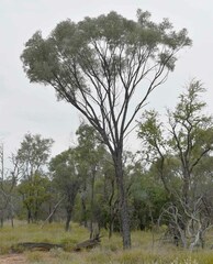 Acacia cambagei