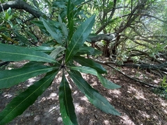Brabejum stellatifolium