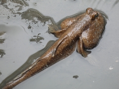 Periophthalmodon schlosseri