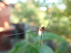 Argyrodes flavescens
