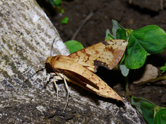 Cechenena transpacifica