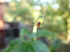 Argyrodes flavescens