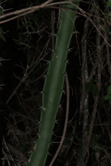 Acanthocereus