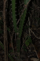 Acanthocereus